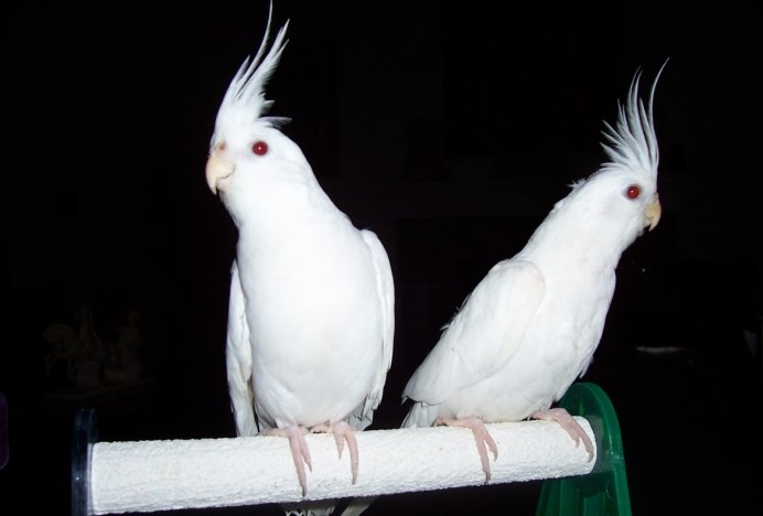 Корелла альбино