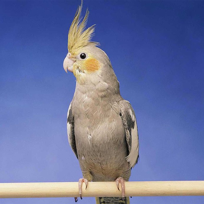 Попугай корелла