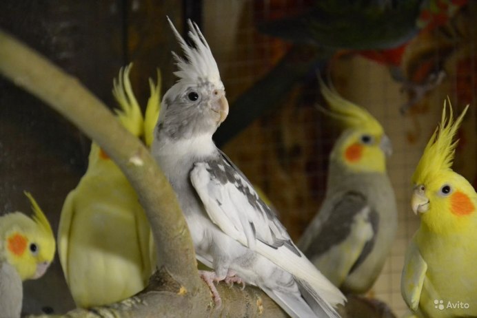 Попугай корелла окрасы