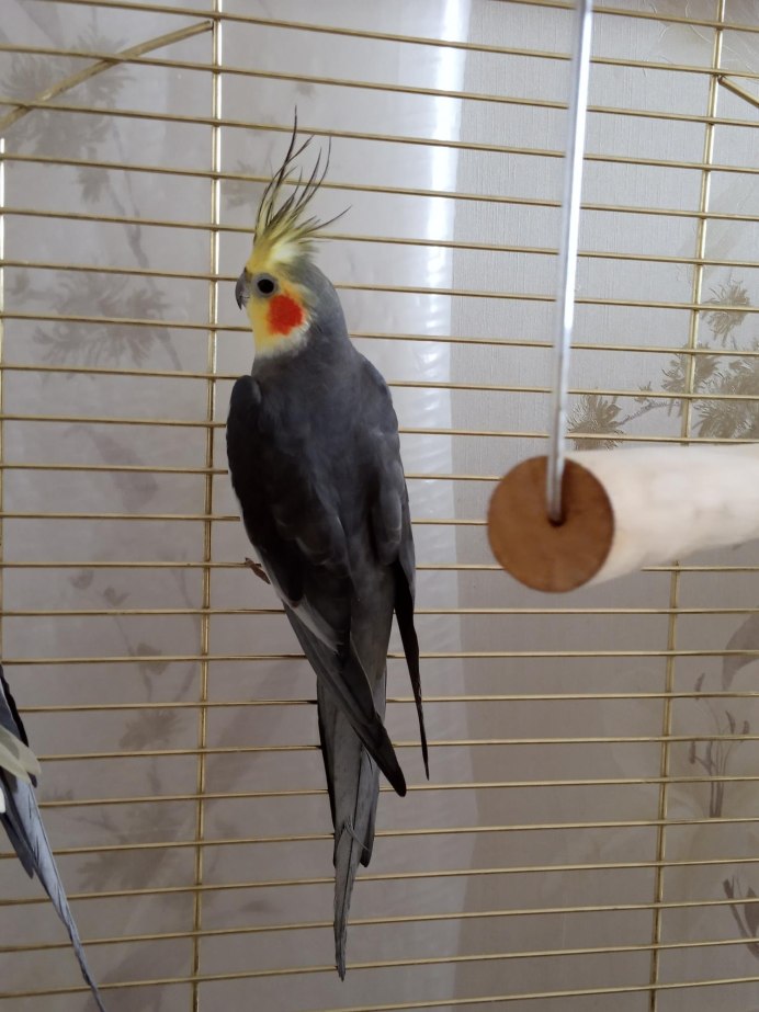 Попугай корелла белый