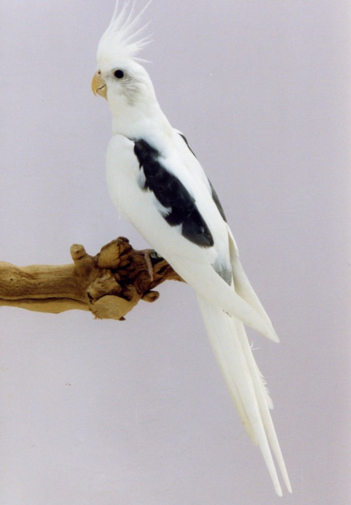 Корелла природного окраса самец