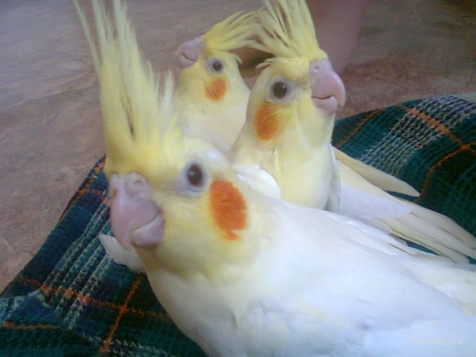 Попугай корелла лютино