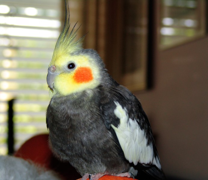 Попугай корелла окрасы