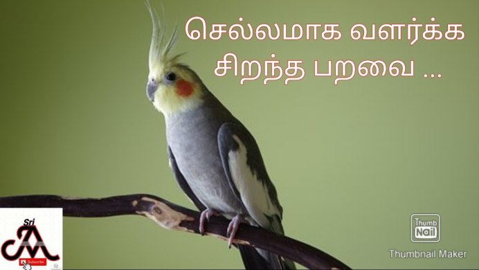 Покраокрасы попугаев корелла