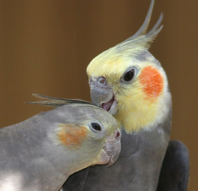 Корелла Оптима 3