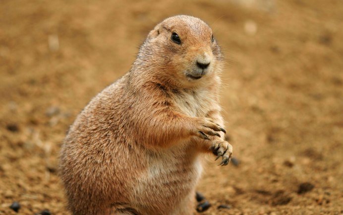 Желтый суслик Spermophilus fulvus