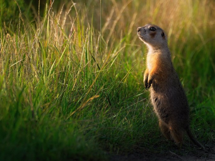Marmota Bobak