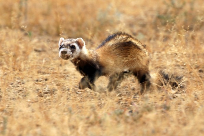 Кра́пчатый су́слик (Spermophilus suslicus)