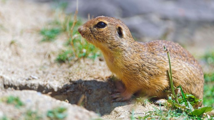 Равнинный Гофер (Geomys bursarius)