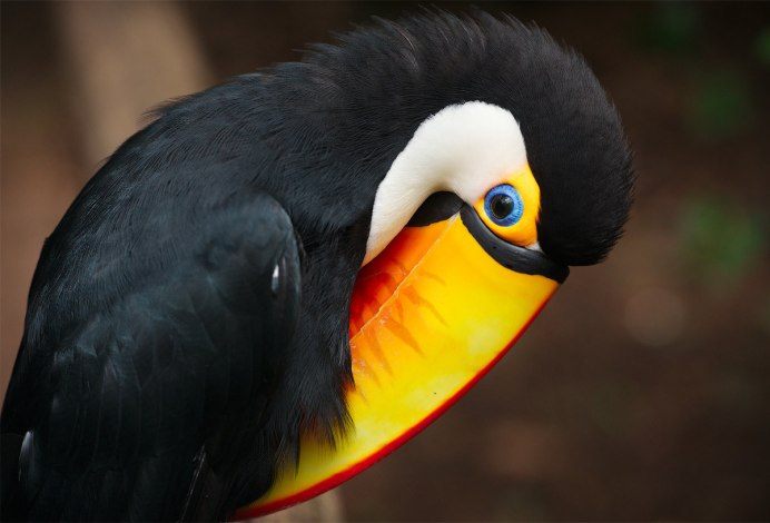 Двурогий калао