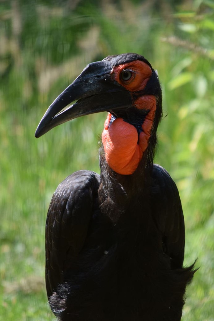 Коричневоспинный Тукан