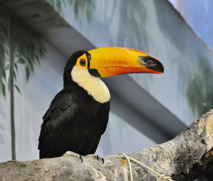 Синеклювый Тукан