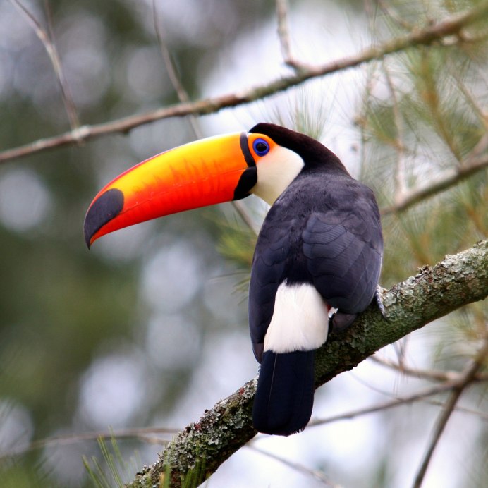 Большой Тукан птица