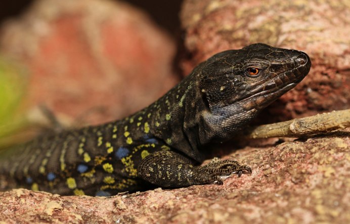 Черная ящерица Лизард