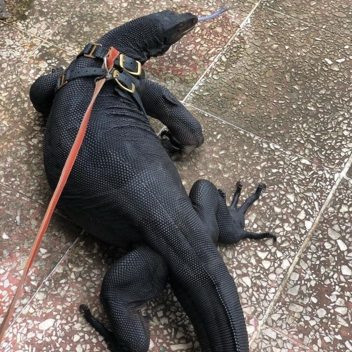 Водяной Варан черный