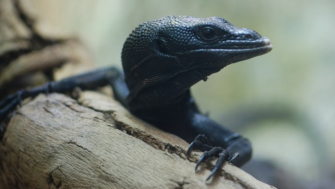 Южноазиатский Варан