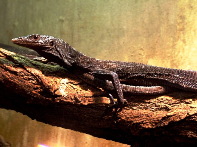 Варан черный (Varanus beccarii