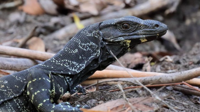 Южноазиатский Варан