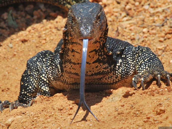 Полосатый Варан