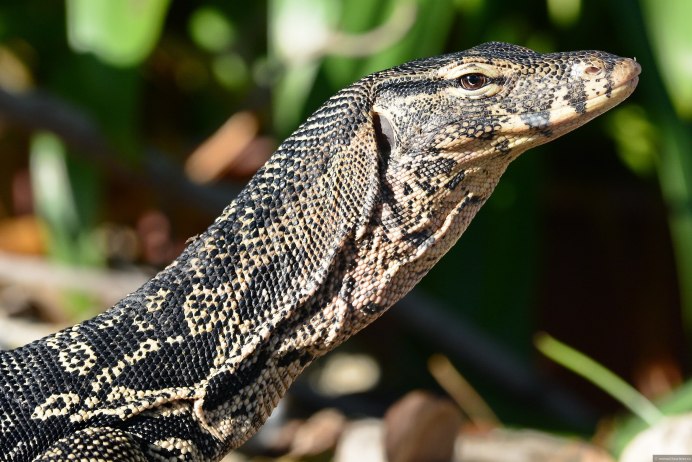 Черный поясохвост