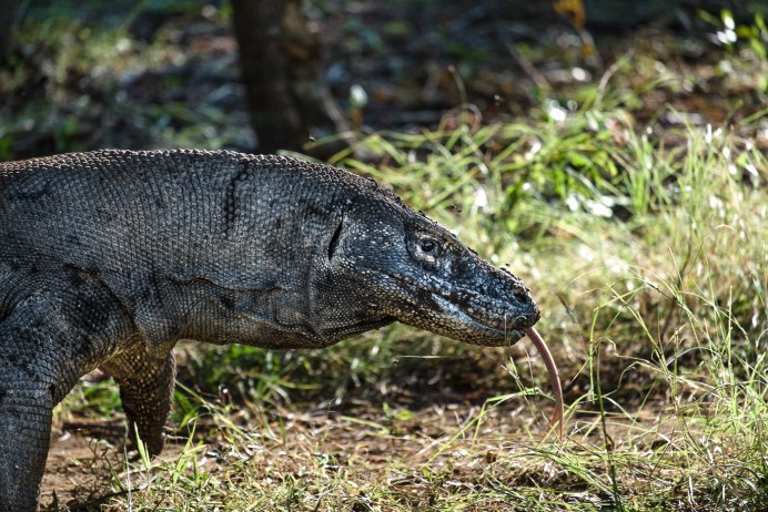Комодский Варан домашний