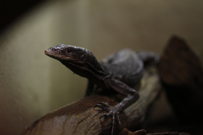 Черный древесный Варан