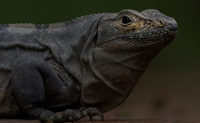 Черный Варан