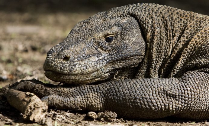 Индонезия вараны Комодо