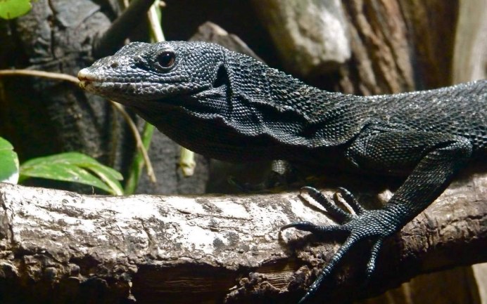 Водяной Варан черный