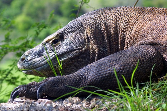 Пресмыкающиеся Варан