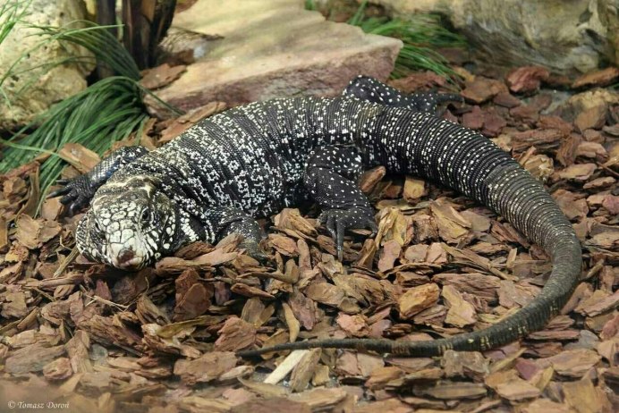 Комодский Варан детеныш