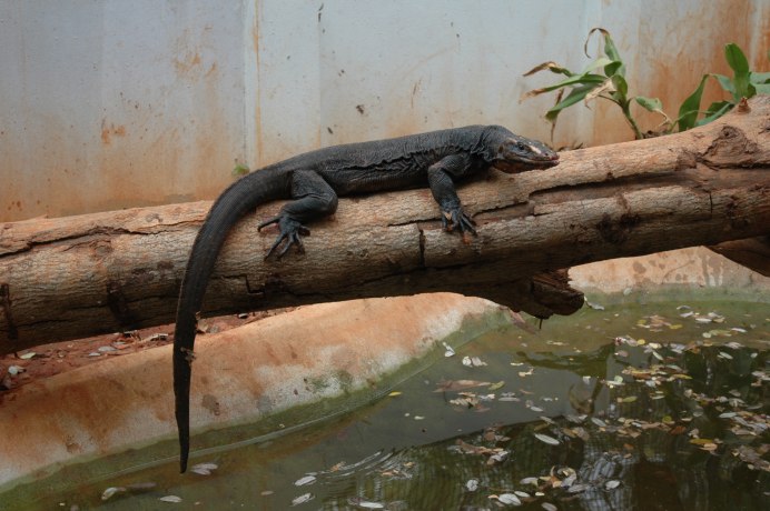 Таиландский водяной Варан черный