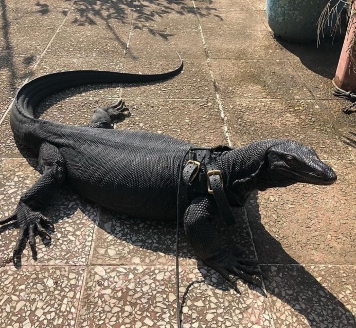 Комодский Варан черный