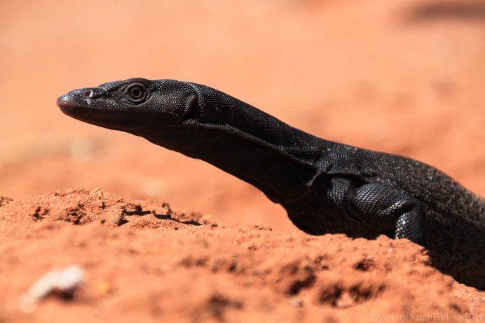 Черный древесный Варан