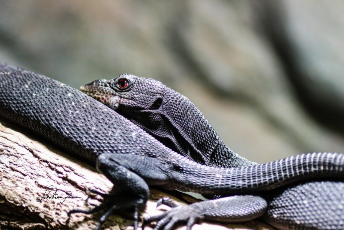 Ящерица Варан