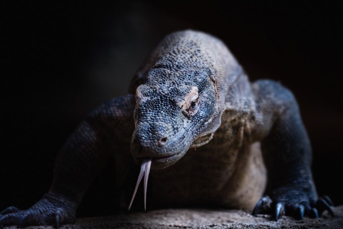 Черные вараны ящерицы