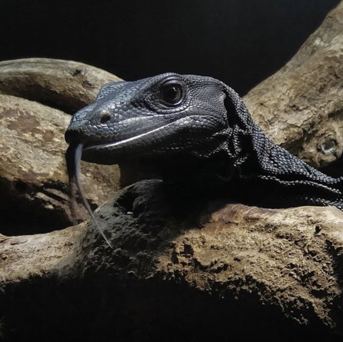 Черные вараны ящерицы