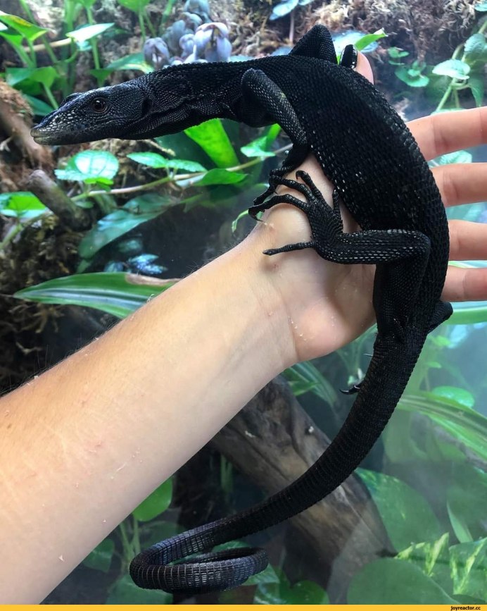 Черный древесный Варан