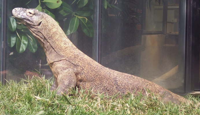 Домашний Варан Комодо