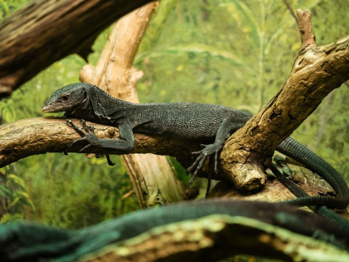 Варан Сальватор черный