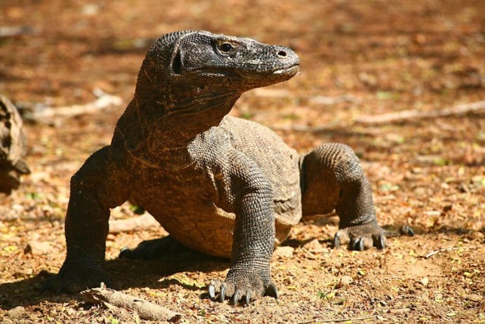 Варан ночная фурия