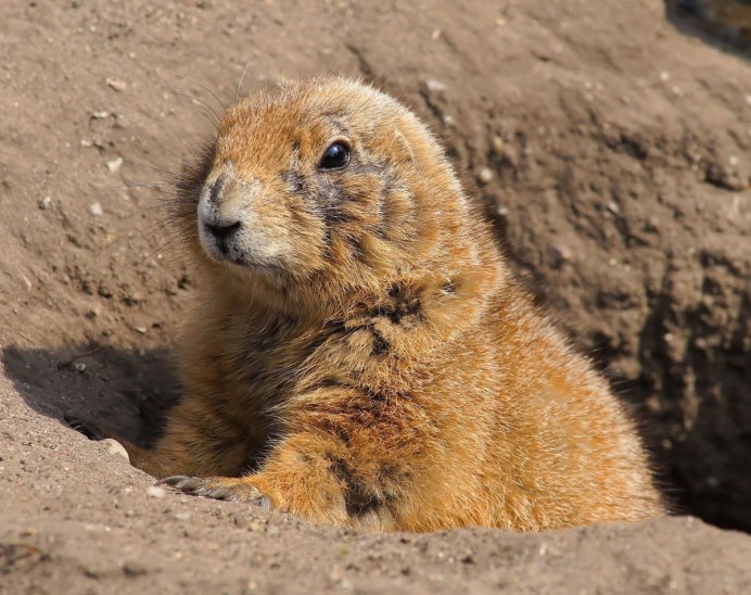 Даурский суслик (Spermophilus dauricus)