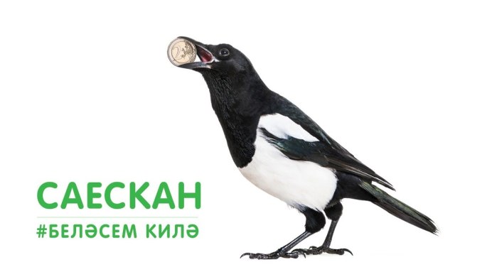 Сорока на прозрачном фоне