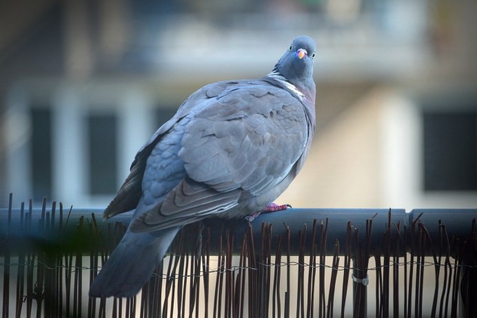 Сизый голубь (Columba Livia)