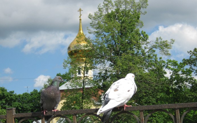 Вяхирь голубь Астрахань