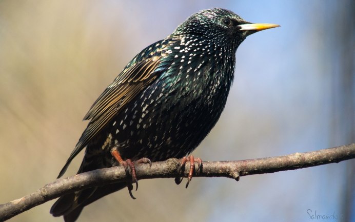 Камбоджийский скворец (Sturnus burmannicus)