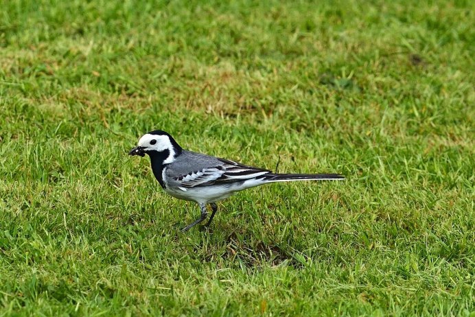 Белая трясогузка Motacilla Alba