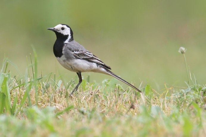 Белая трясогузка Motacilla Alba