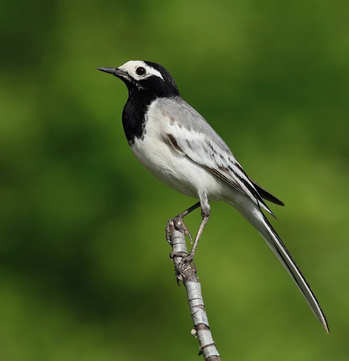 Белая трясогузка Motacilla Alba