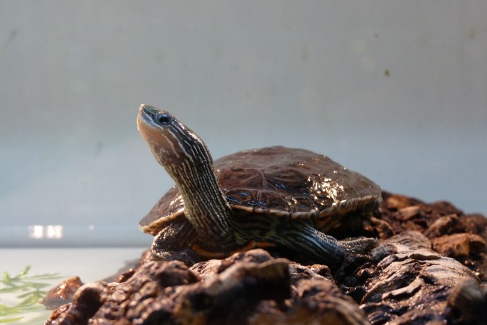 Mauremys rivulata